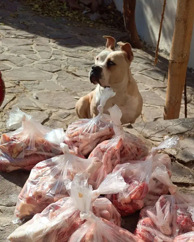 امریکن بولی|سگ|قلعه نو, |دیوار