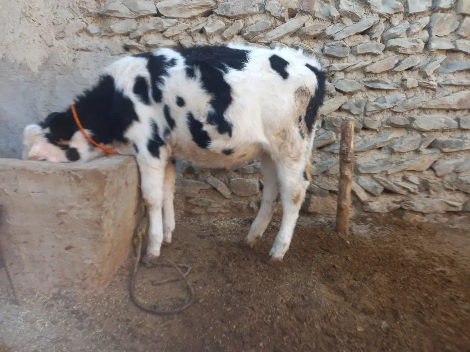 گاو گوساله|حیوانات مزرعه|آشخانه, |دیوار
