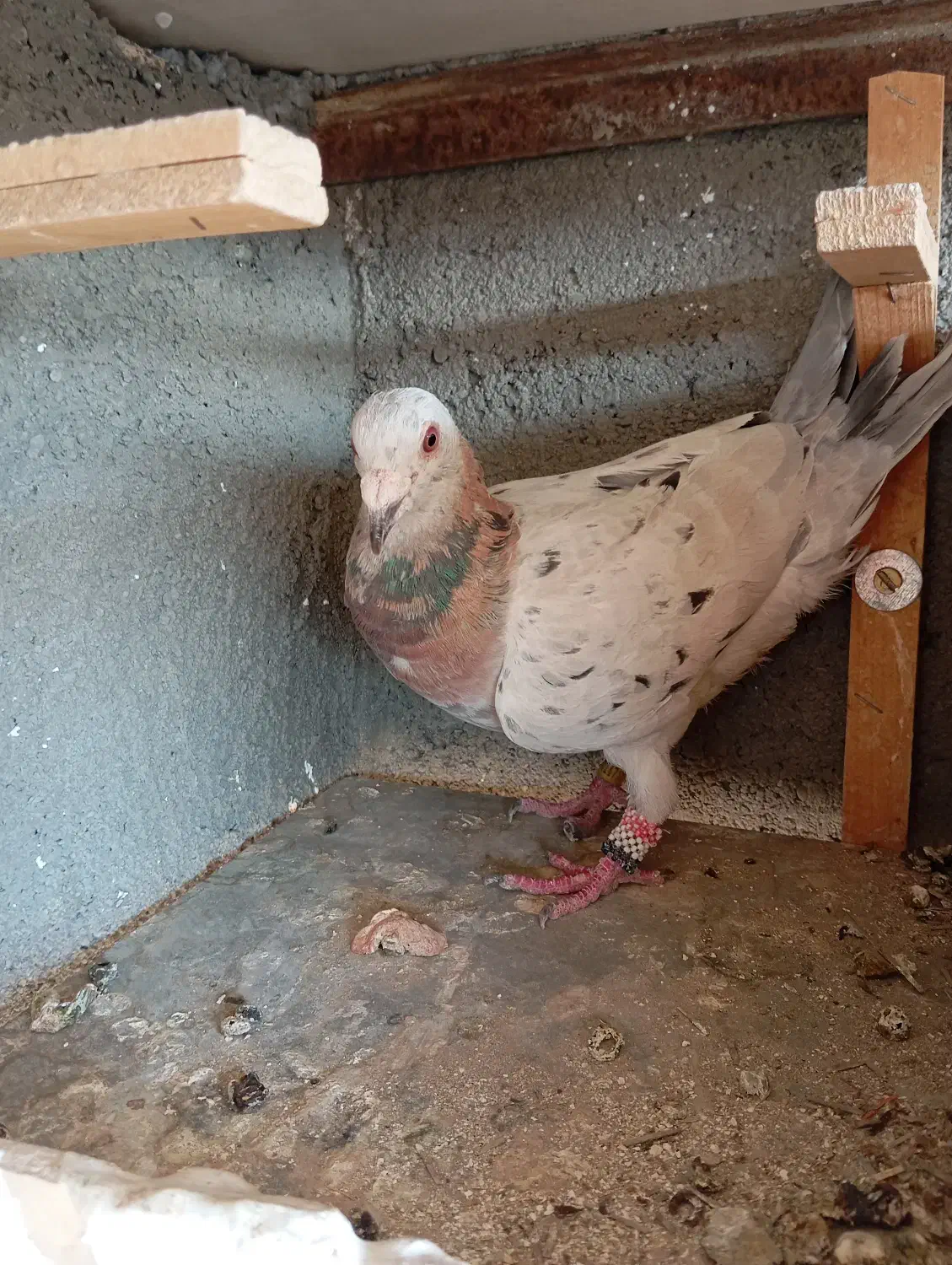 کفتر کبوتر رنگه|پرنده|مشهد, قائم|دیوار