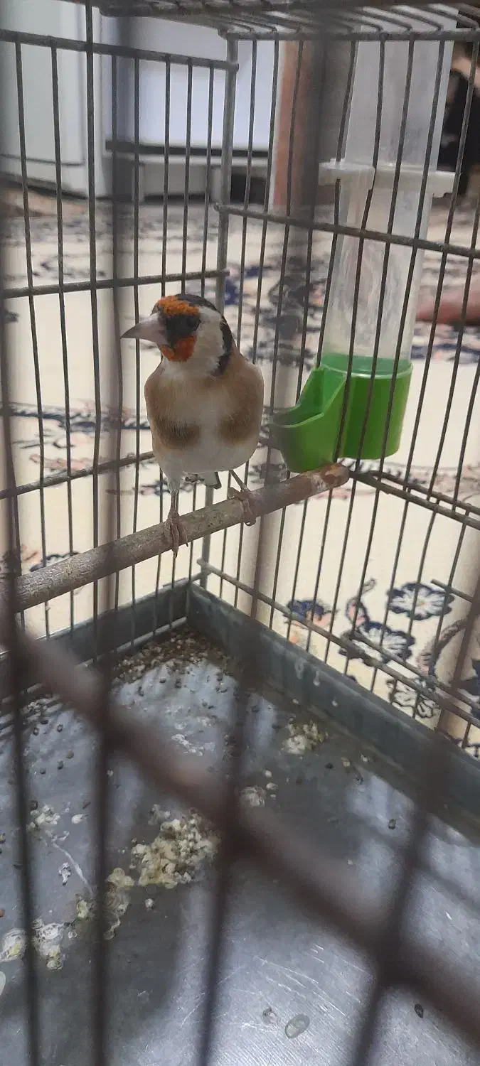 سهر نر جوجه قفس|پرنده|ملارد, |دیوار