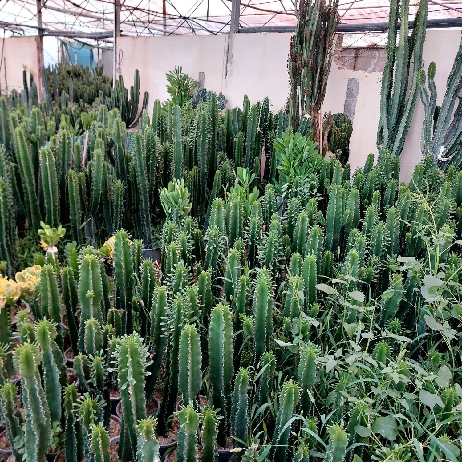 گل و گیاه کاکتوس وآپارتمانی|گل و گیاه طبیعی|محمدشهر, شهرک چمران|دیوار