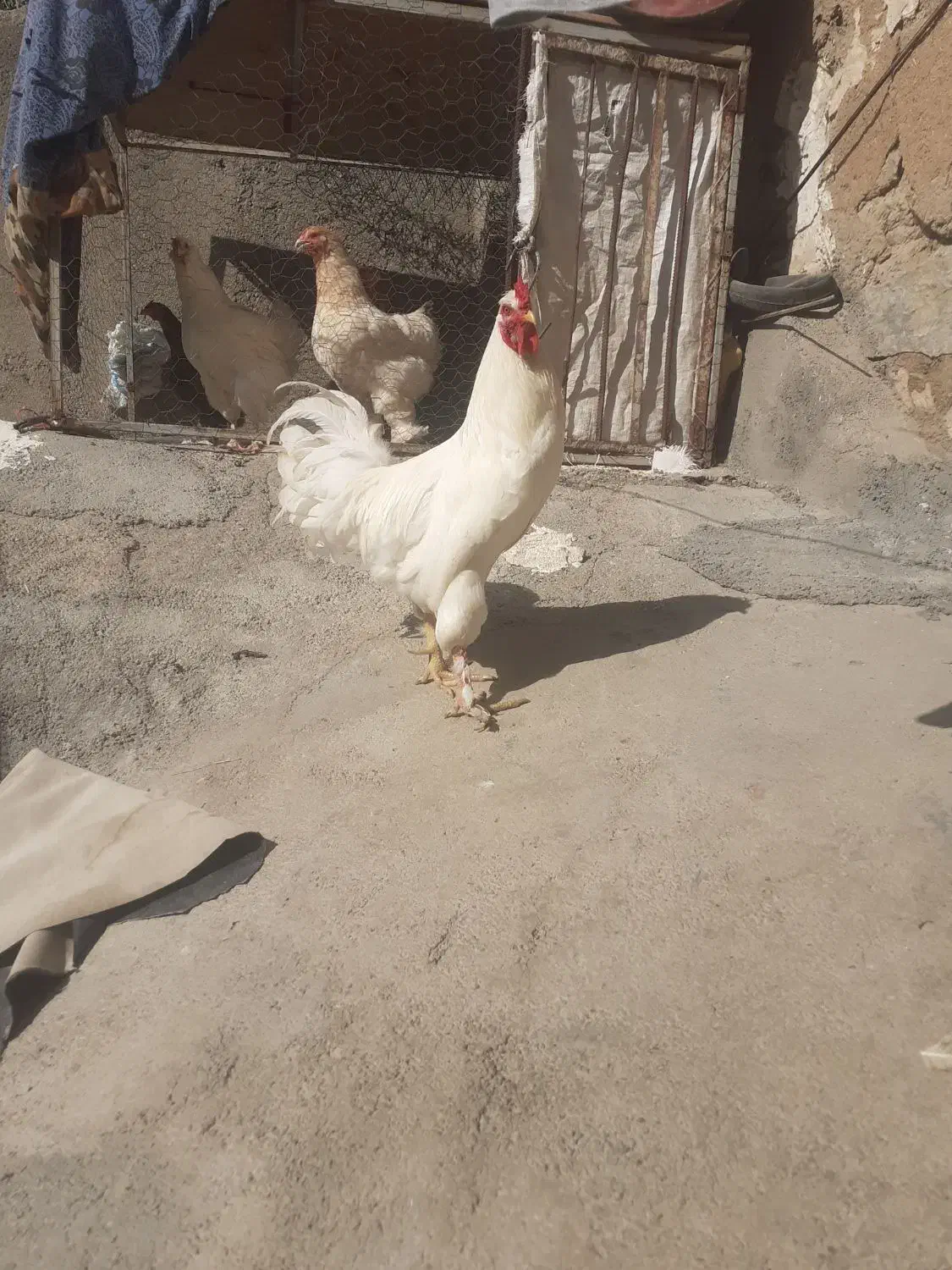 خروس کاکلی پاپر یه تیغ سفید ۱ساله|حیوانات مزرعه|صحنه, |دیوار