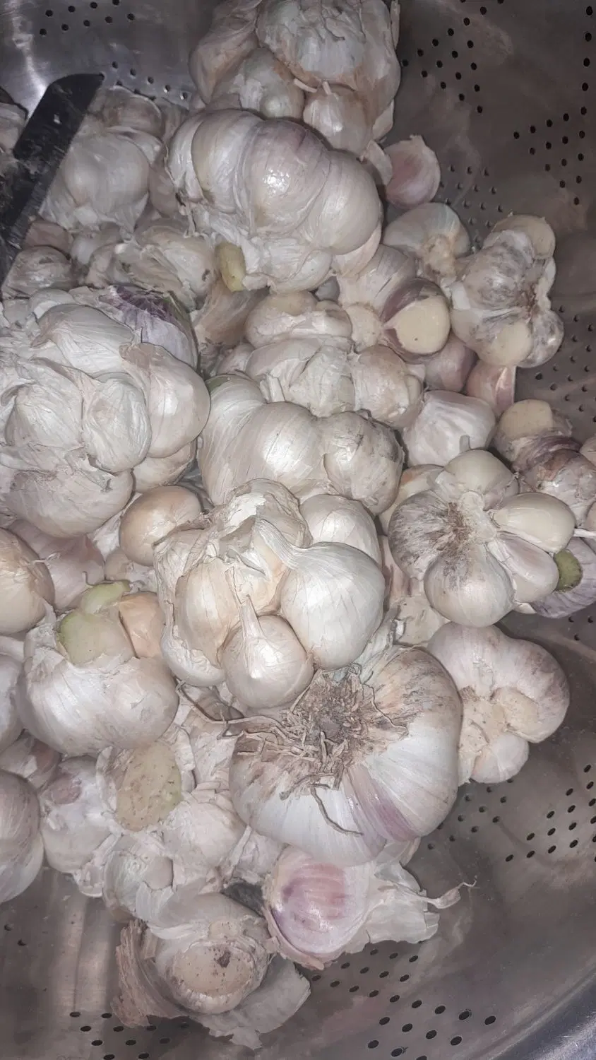 سیر|خوردنی و آشامیدنی|دورود, |دیوار