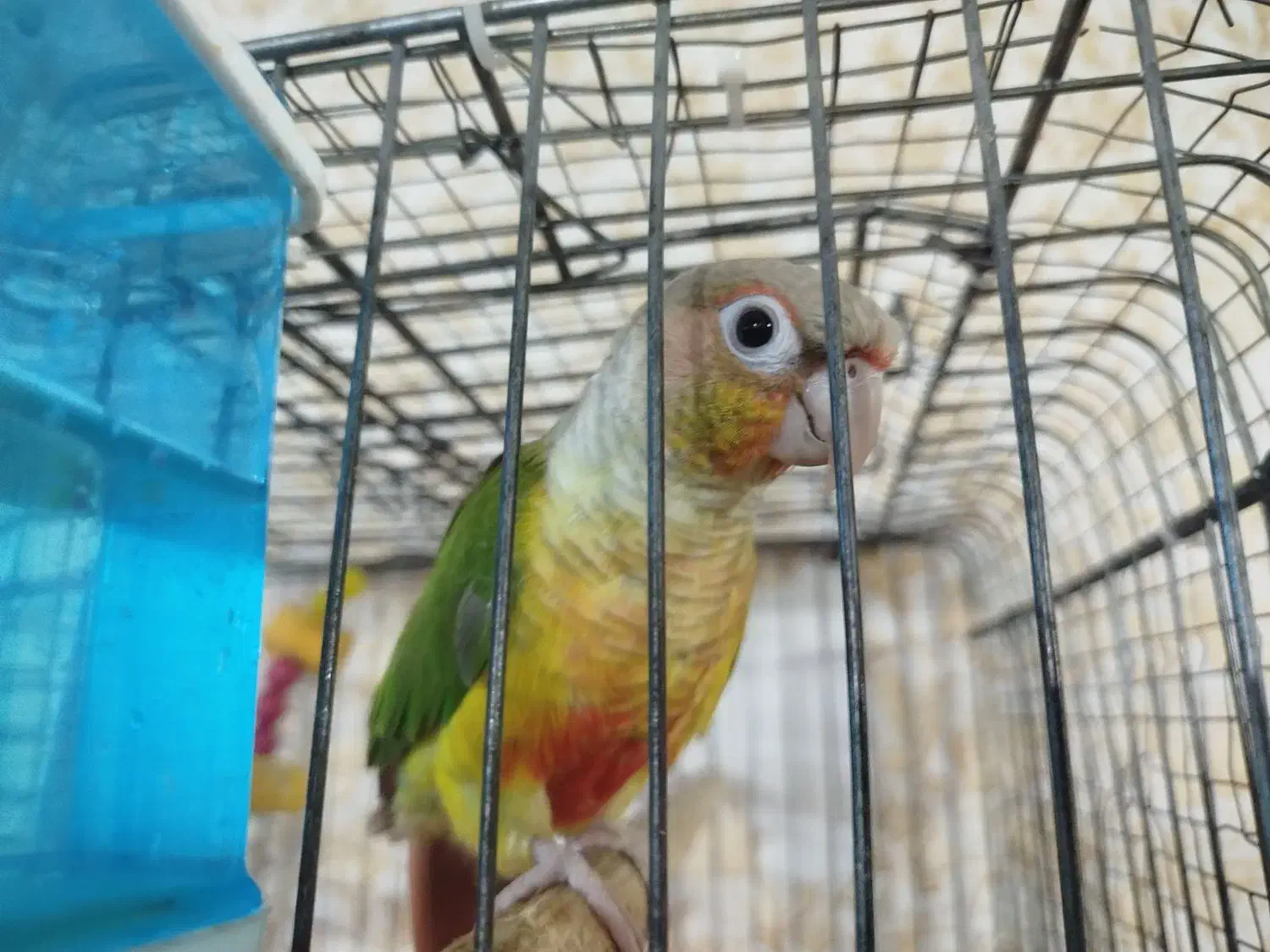 طوطی مولدگیرینچیک و عروس پاریس|پرنده|اهواز, منبع اب|دیوار