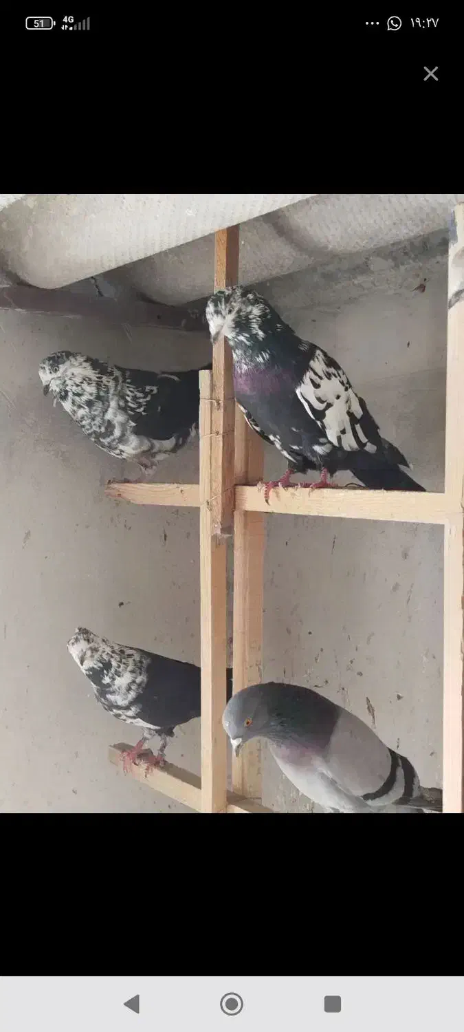 کبوترگرو|پرنده|سنگر, |دیوار