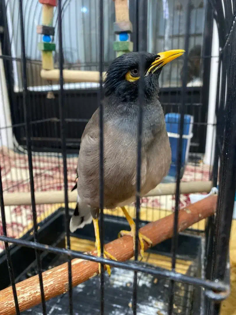 یک عدد مینا ویک جفت عروس هلندی|پرنده|قرچک, داوود آباد|دیوار