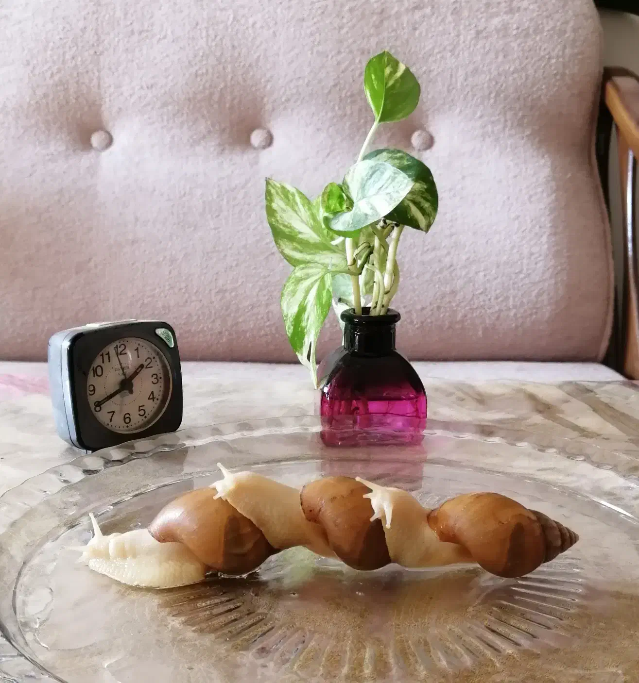 فروش حلزون آلبینو|خزنده|اصفهان, باغ فردوس|دیوار