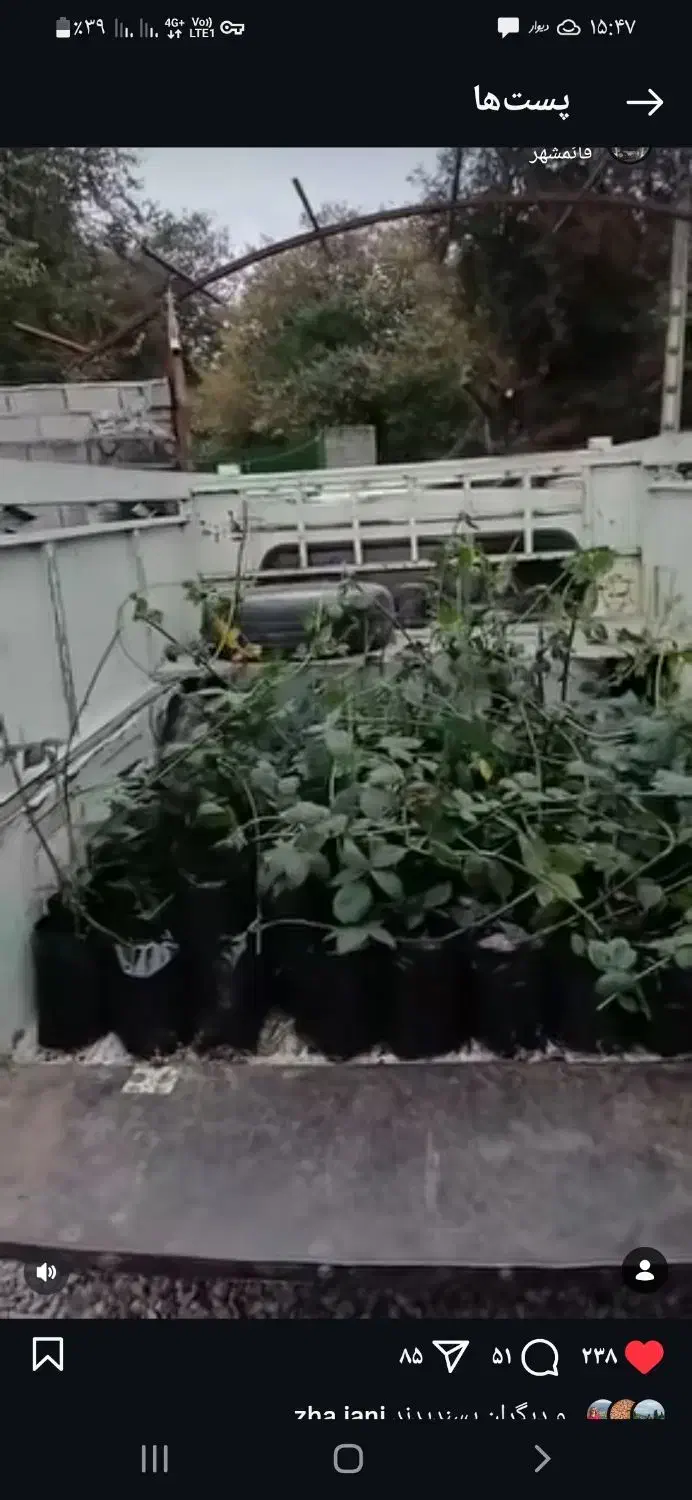 نهال تمشک|گل و گیاه طبیعی|قائم‌شهر, |دیوار