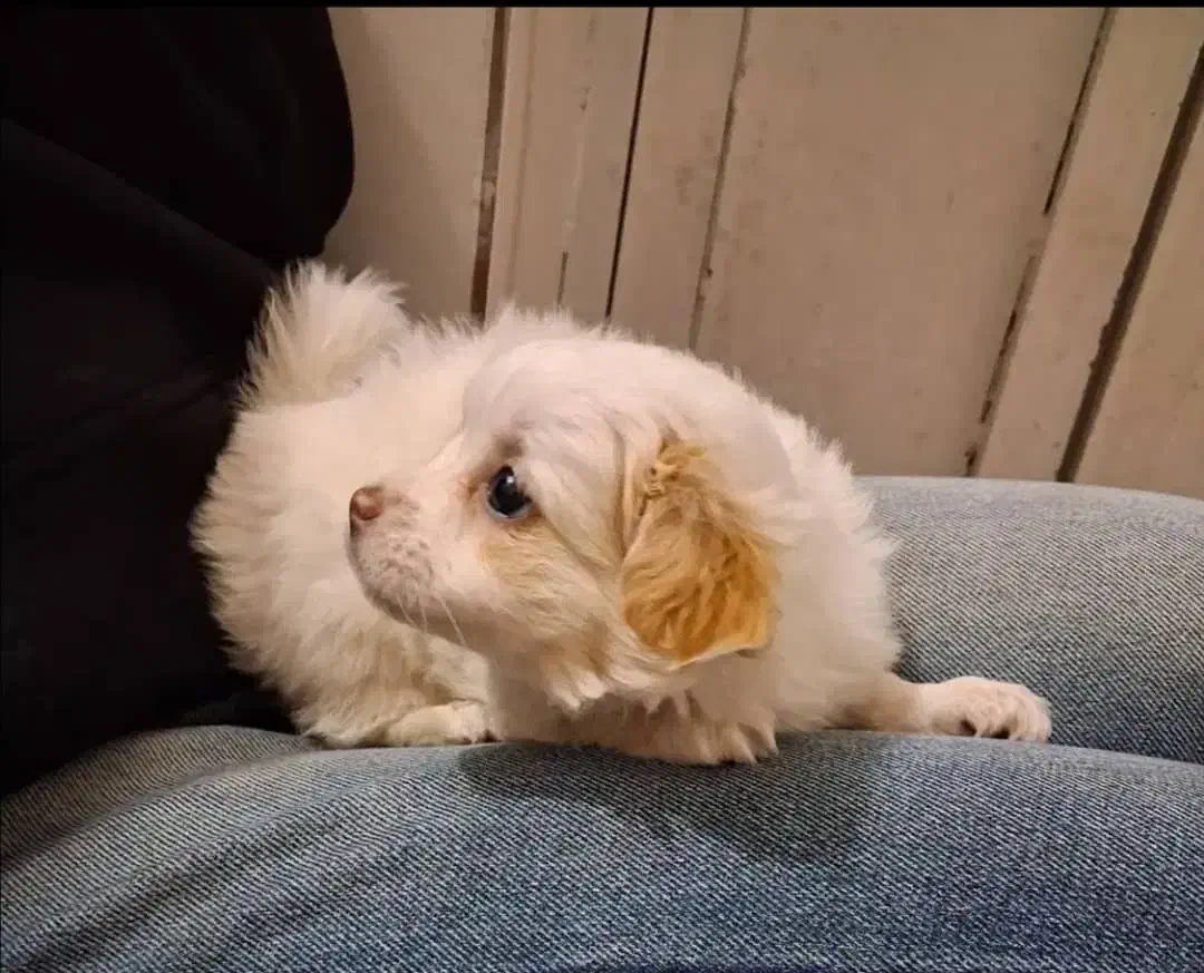 سگ اشپیتز واگذاری|سگ|شیراز, شهرک آرین|دیوار