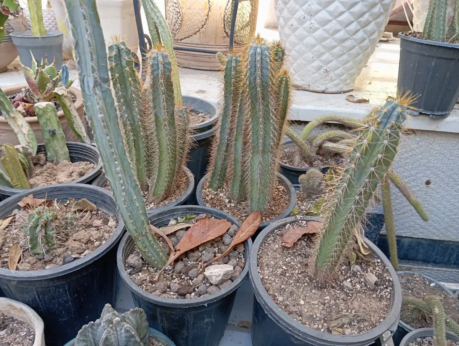 کاکتوس فیکوس سرعوس|گل و گیاه طبیعی|شیراز, درکی|دیوار