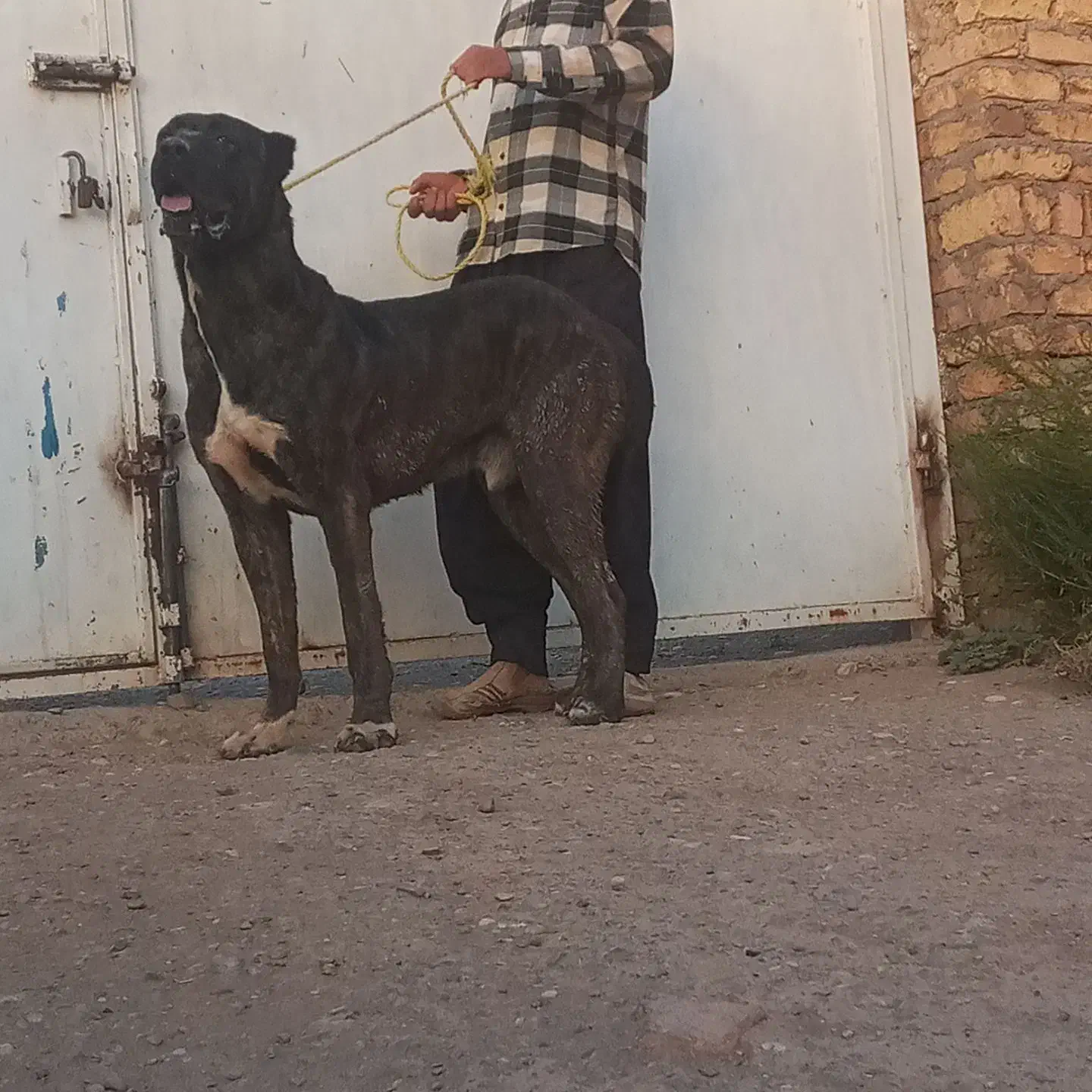 خراسانیگلهایونگهبان|سگ|بوئین زهرا, |دیوار