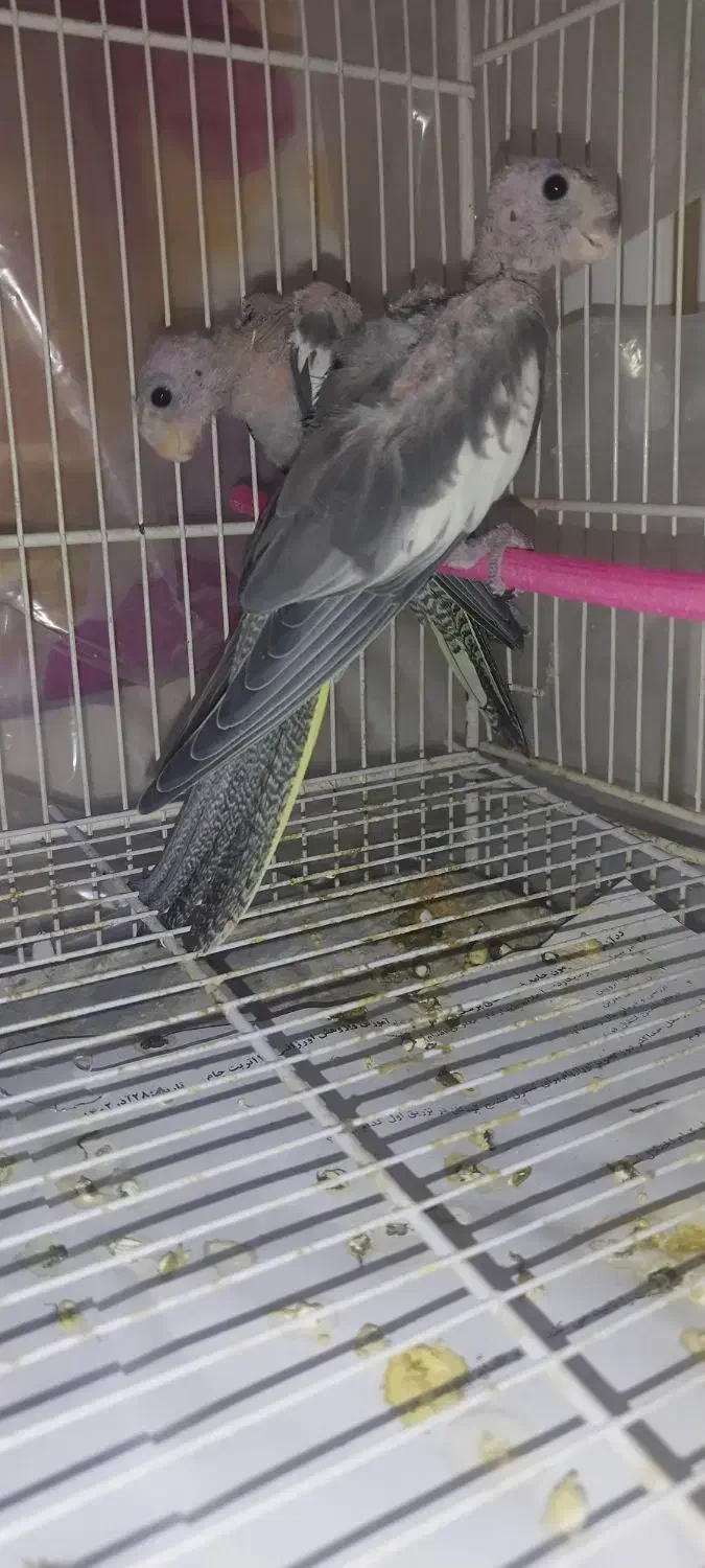 یک جفت عروس هلندی لوتینو وخاکستری به شرط تخم|پرنده|تربت جام, پاسداران|دیوار