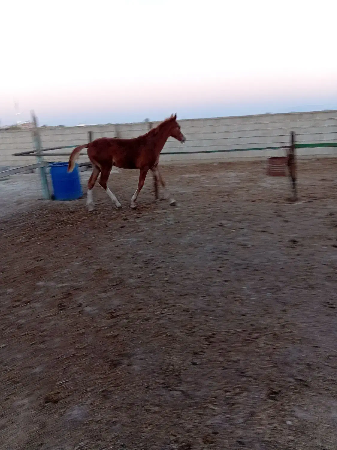 کره نریان|اسب و تجهیزات اسب‌سواری|گنبد کاووس, |دیوار