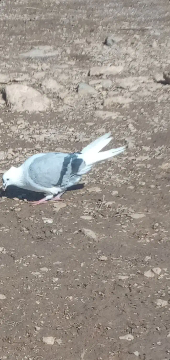 یک جفت کبوتر|پرنده|بیرانوند, |دیوار