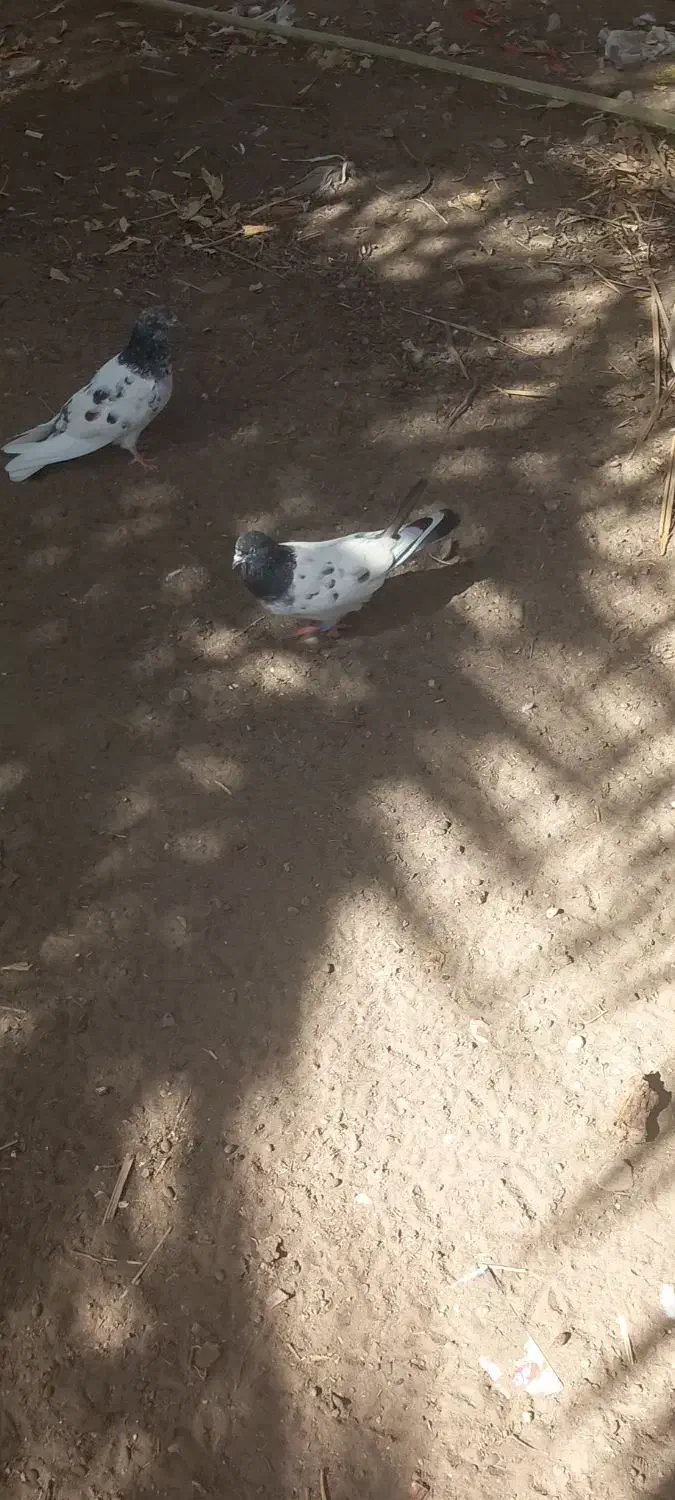 کبوتر پرشی|پرنده|تخت, |دیوار