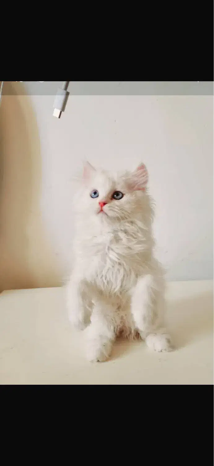 گربه پرشین نر|گربه|ماکو, |دیوار