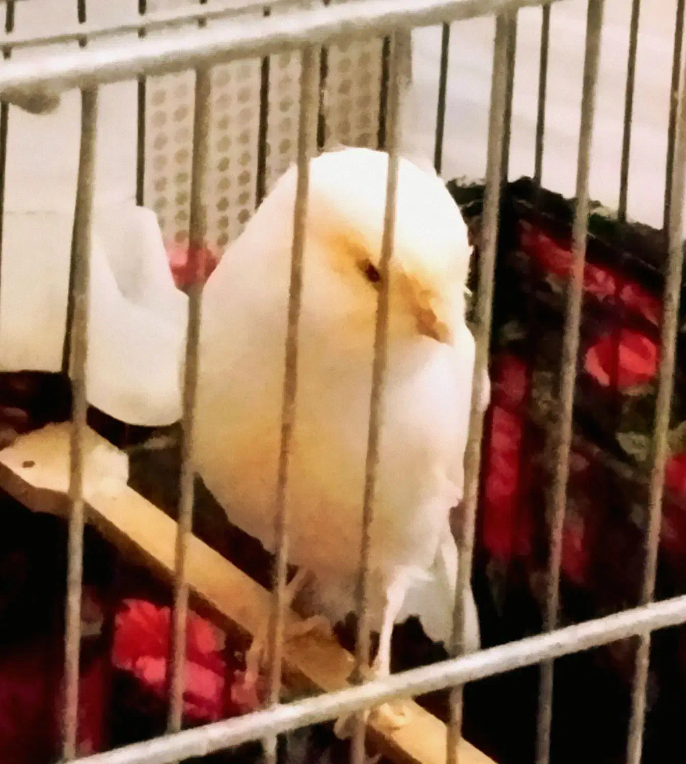 قناری ماده رسمی بلند|پرنده|تهران, باغ خزانه|دیوار