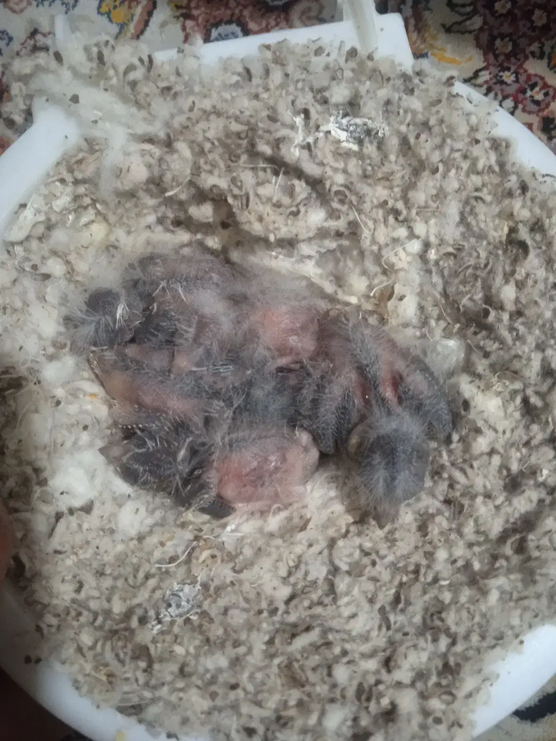 جوجه سهره قناری|پرنده|تهران, جوادیه تهرانپارس|دیوار