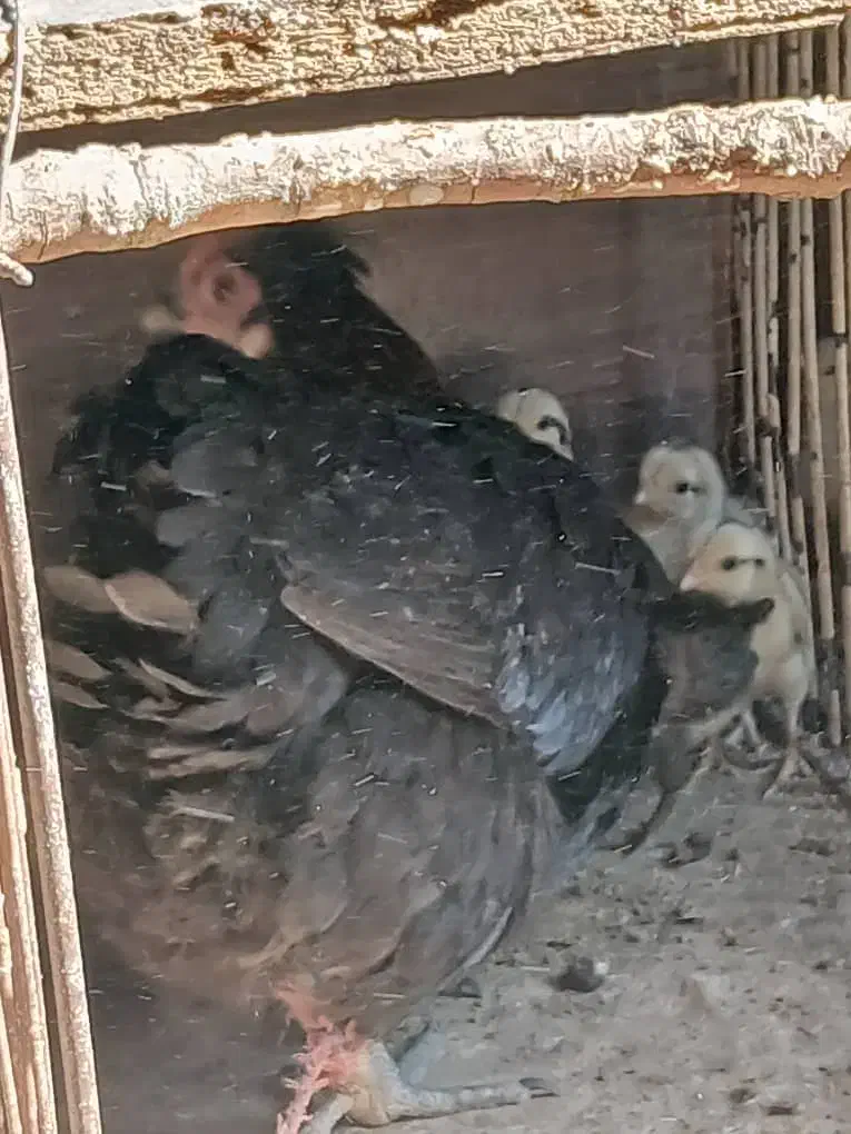 مرغ همراه با جوجه|حیوانات مزرعه|کوهرنگ, |دیوار