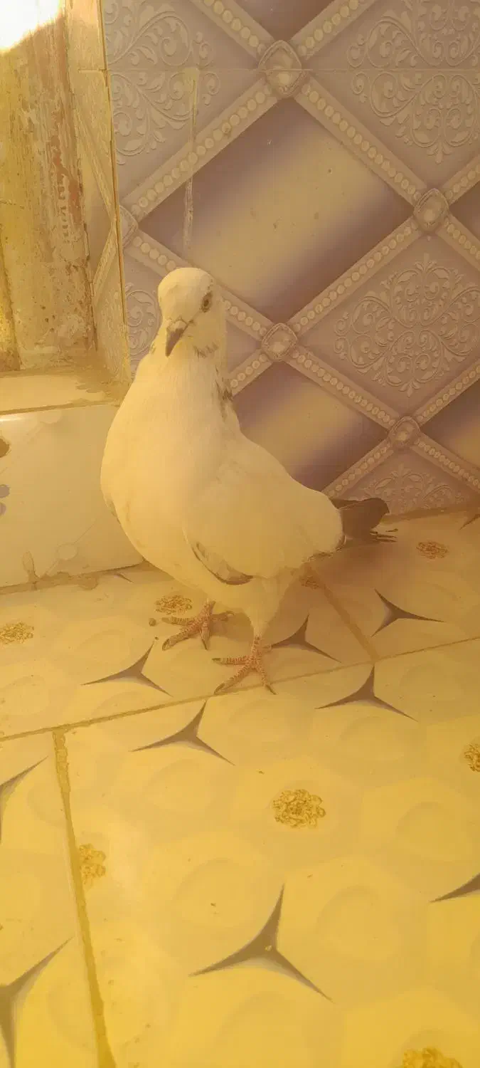 کبوتر گرفتنی|پرنده|نیمروز, |دیوار