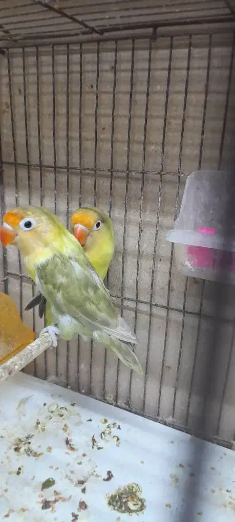 برزیلی کارداده و قناری اهلی مست|پرنده|بهبهان, |دیوار