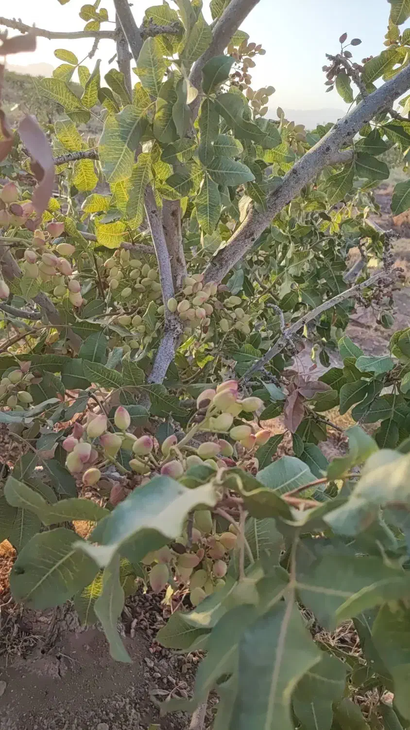 150 قصب زمین|فروش دفتر صنعتی، کشاورزی، تجاری|کرمان, |دیوار