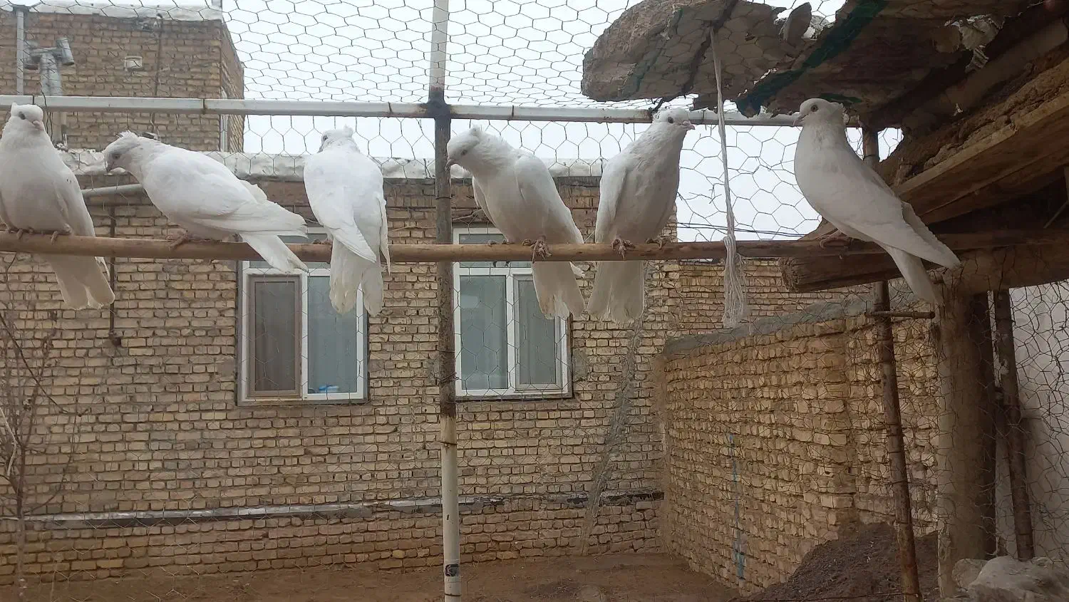6عدد کبوتر|پرنده|معصومیه, |دیوار