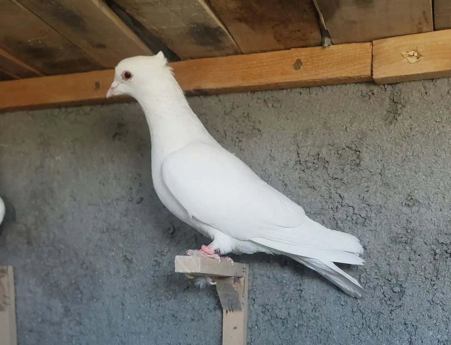 تابلو فرش ک ب و ت ر ی|تابلو فرش|فردوس (خراسان), |دیوار