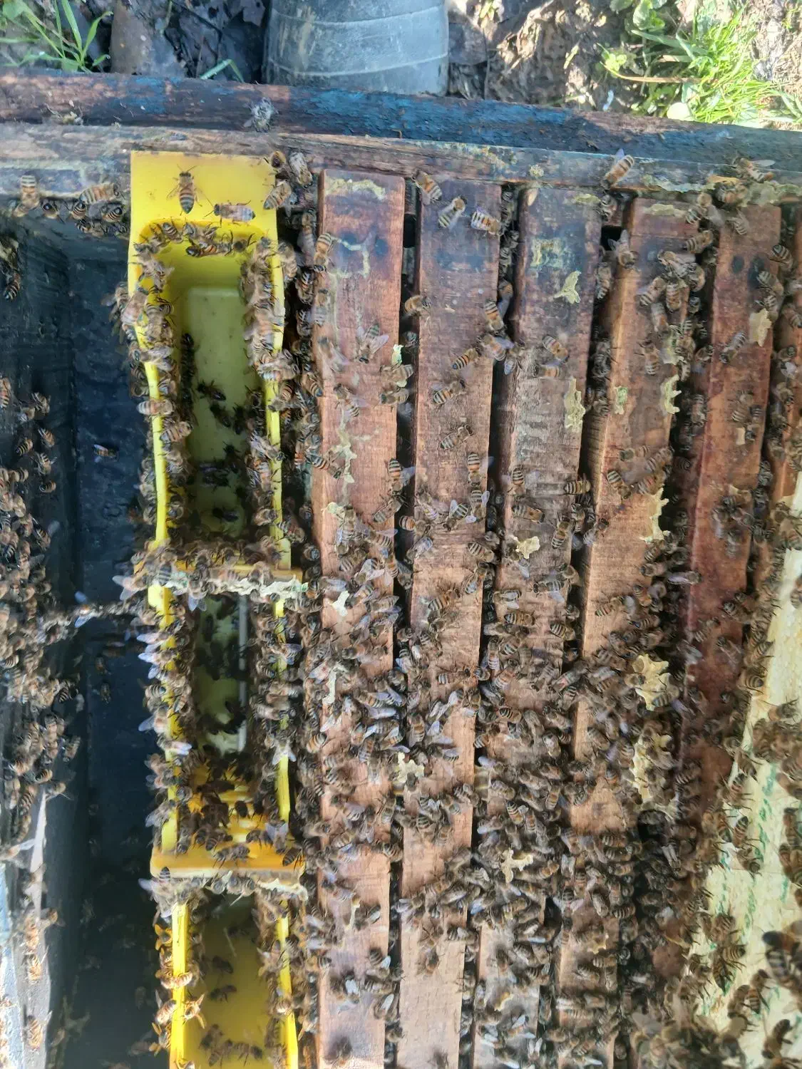 ۵۰عددزنبور کارنیکا بفروش میرسد|حیوانات مزرعه|سیاهکل, |دیوار