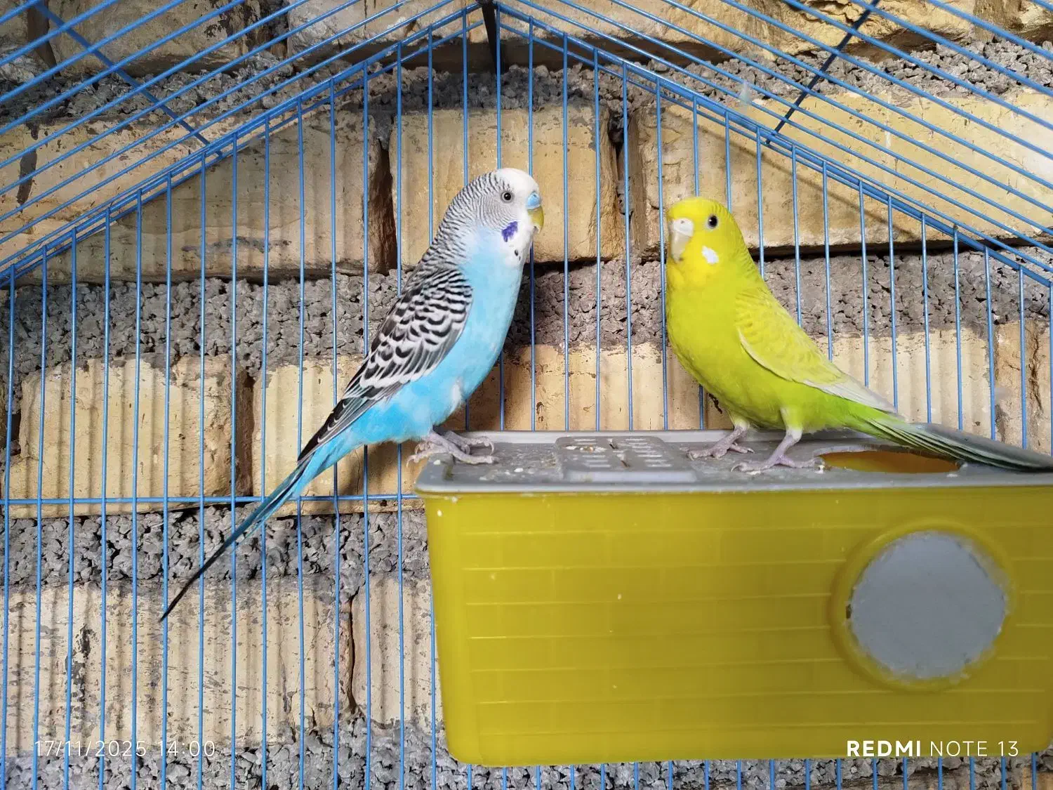 مرغ عشق|پرنده|آبدانان, |دیوار