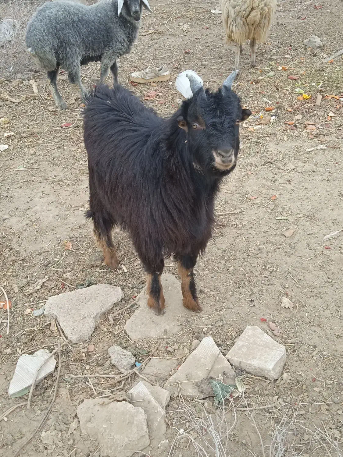 بز نر و ماده|حیوانات مزرعه|جوادآباد, |دیوار