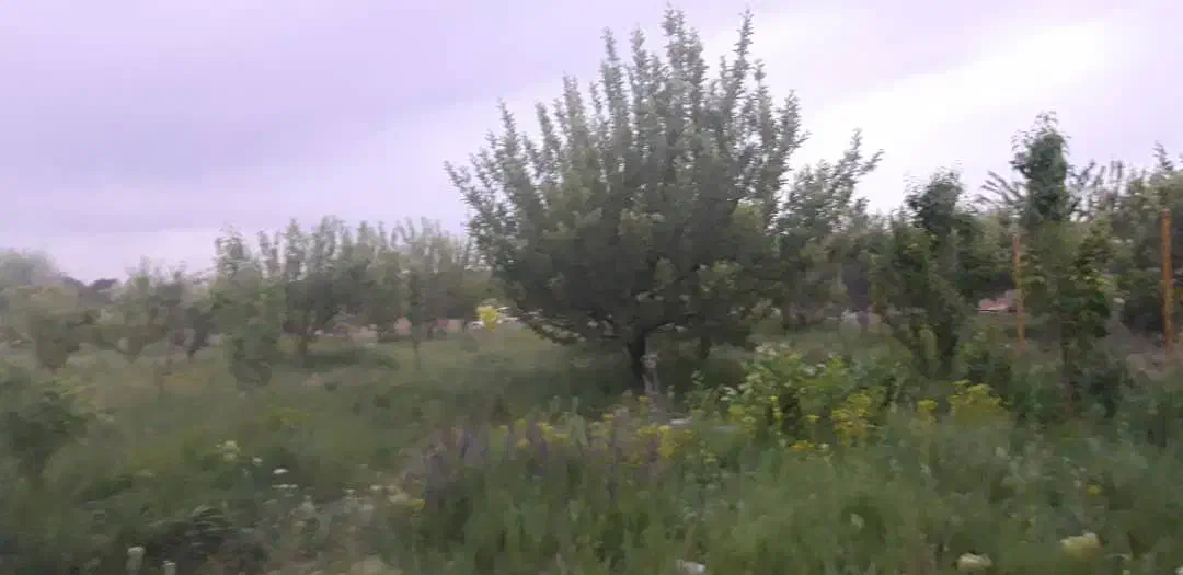 باغ یک هکتاری نزدیک به شهر|فروش زمین و ملک کلنگی|زنجان, |دیوار