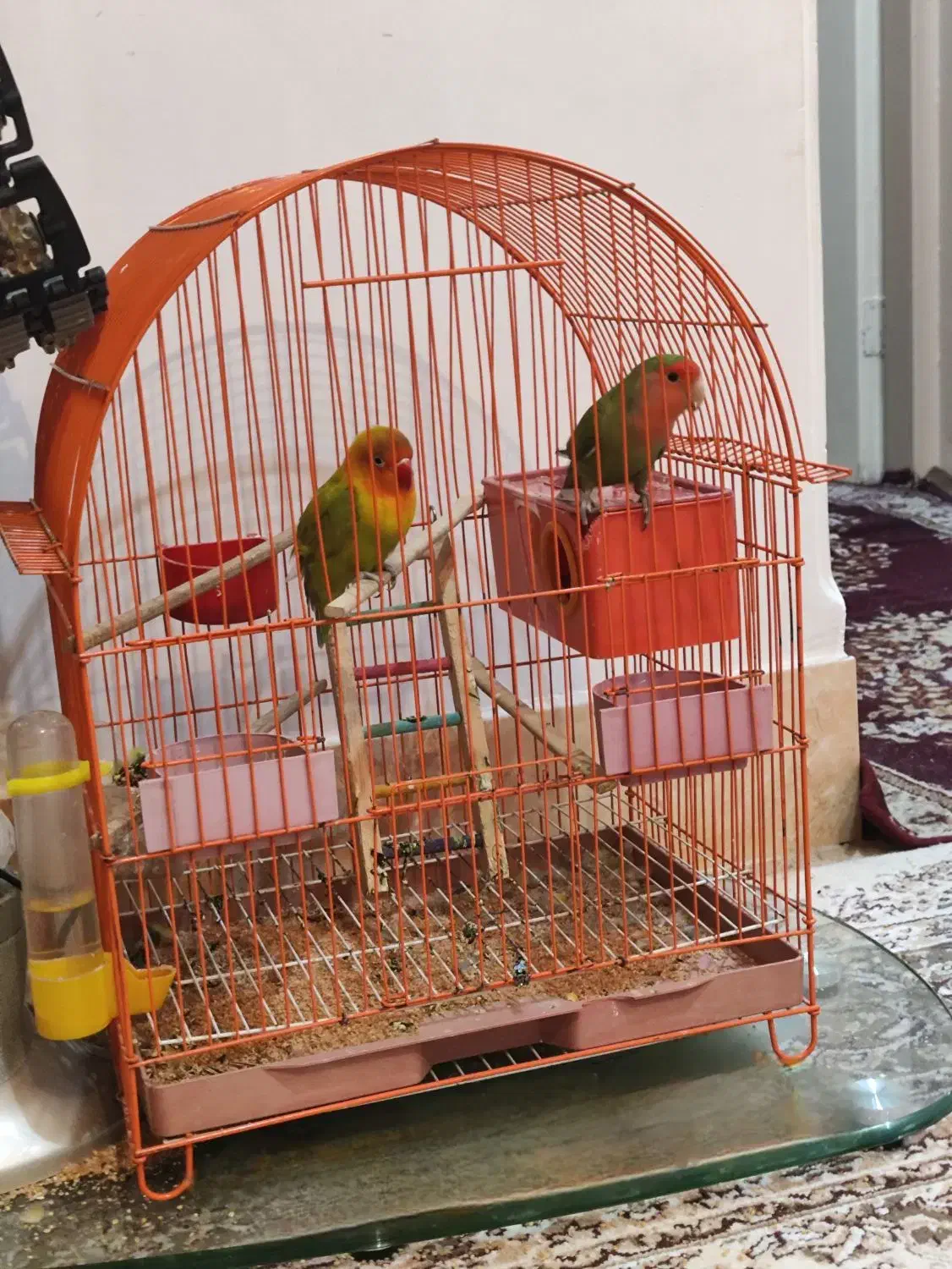 طوطی کوتوله برزیلی نر و ماده اهلی|پرنده|بهبهان, |دیوار