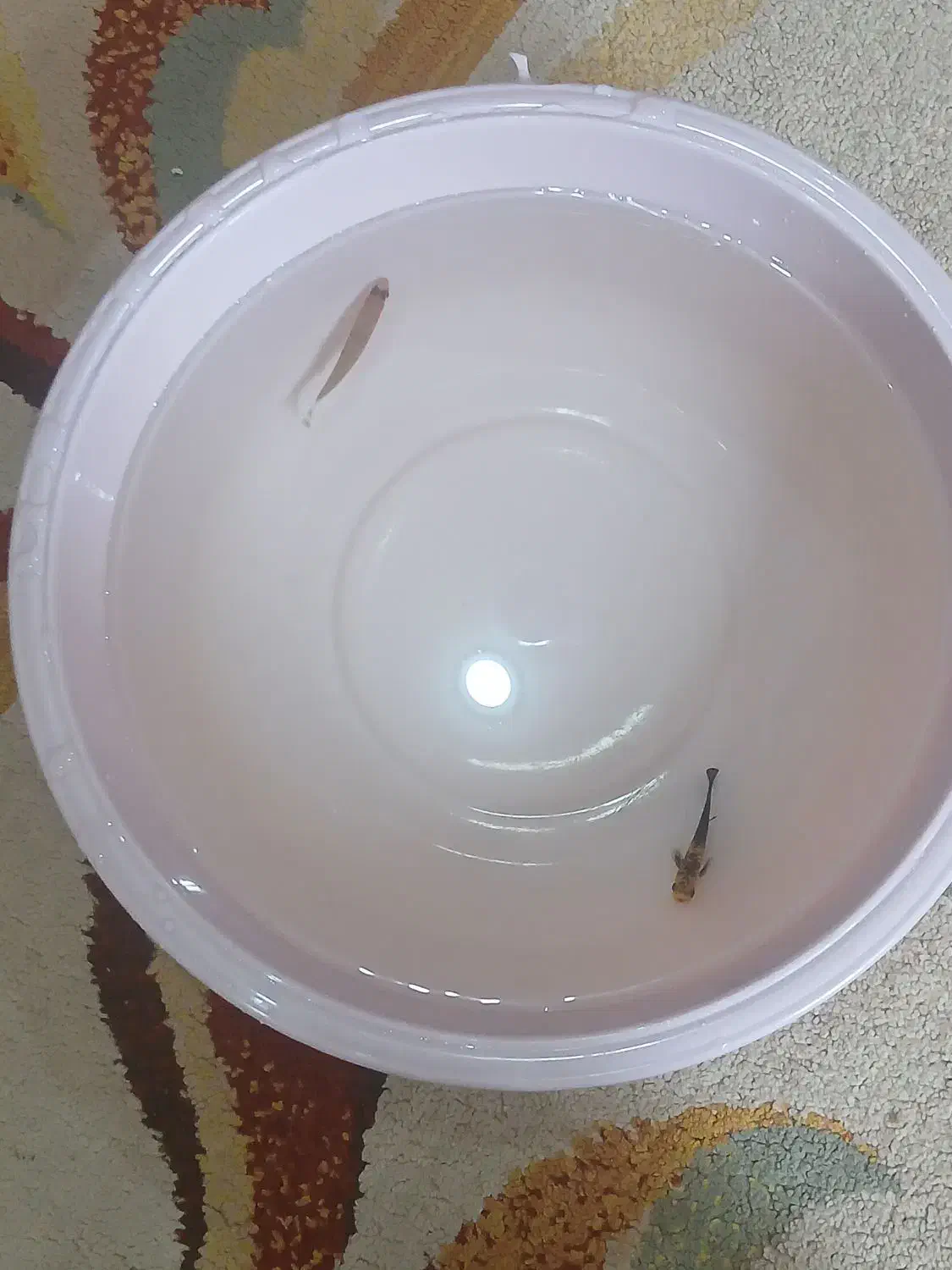 دوعدد ماهی فقط و فقط رایگان|ماهی|بندرعباس, |دیوار