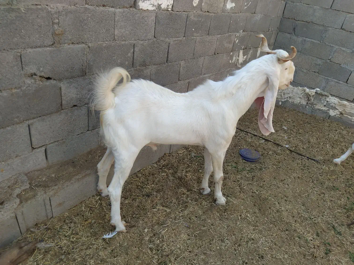 پازن گلابی درجه یک|حیوانات مزرعه|بندر دیر, |دیوار