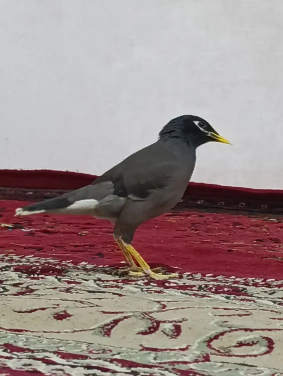 مرغ مینا سخنگو|پرنده|ایلام, |دیوار