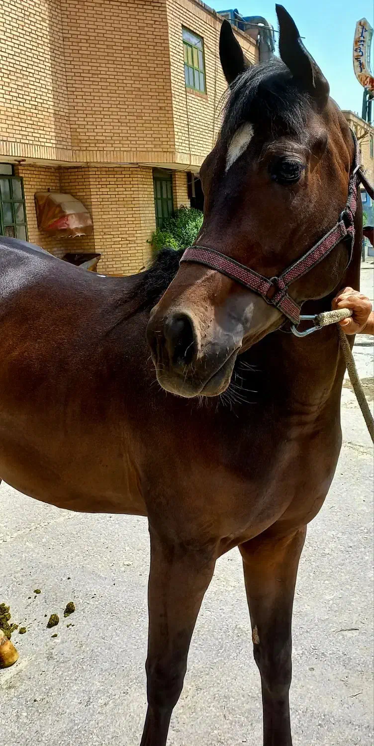 فروش اسب عرب وارداتی|اسب و تجهیزات اسب‌سواری|تبریز, |دیوار