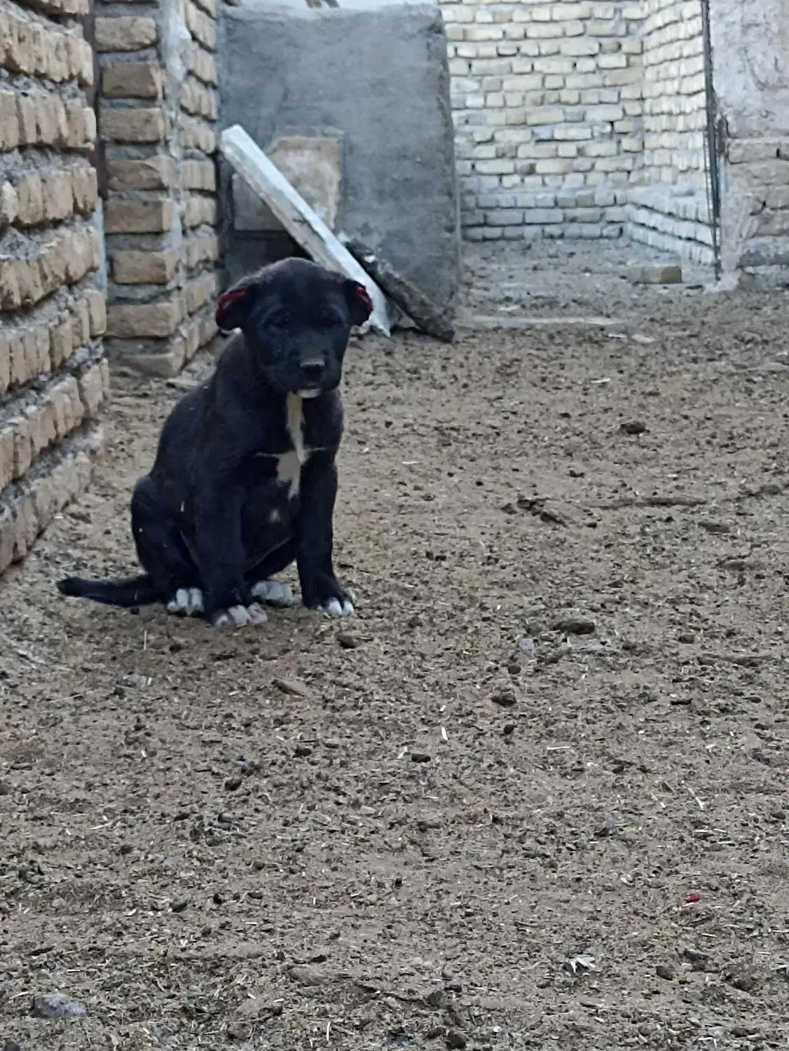 توله ماده افقان|سگ|تربت‌حیدریه, فتح المبین|دیوار