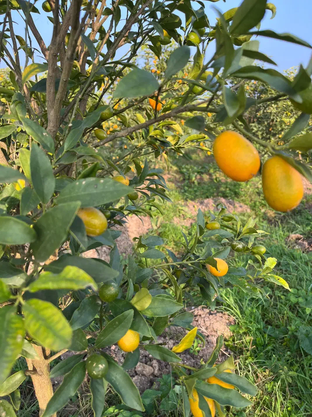 فروش میوه کامکوات|عمدهفروشی|نشتارود, |دیوار