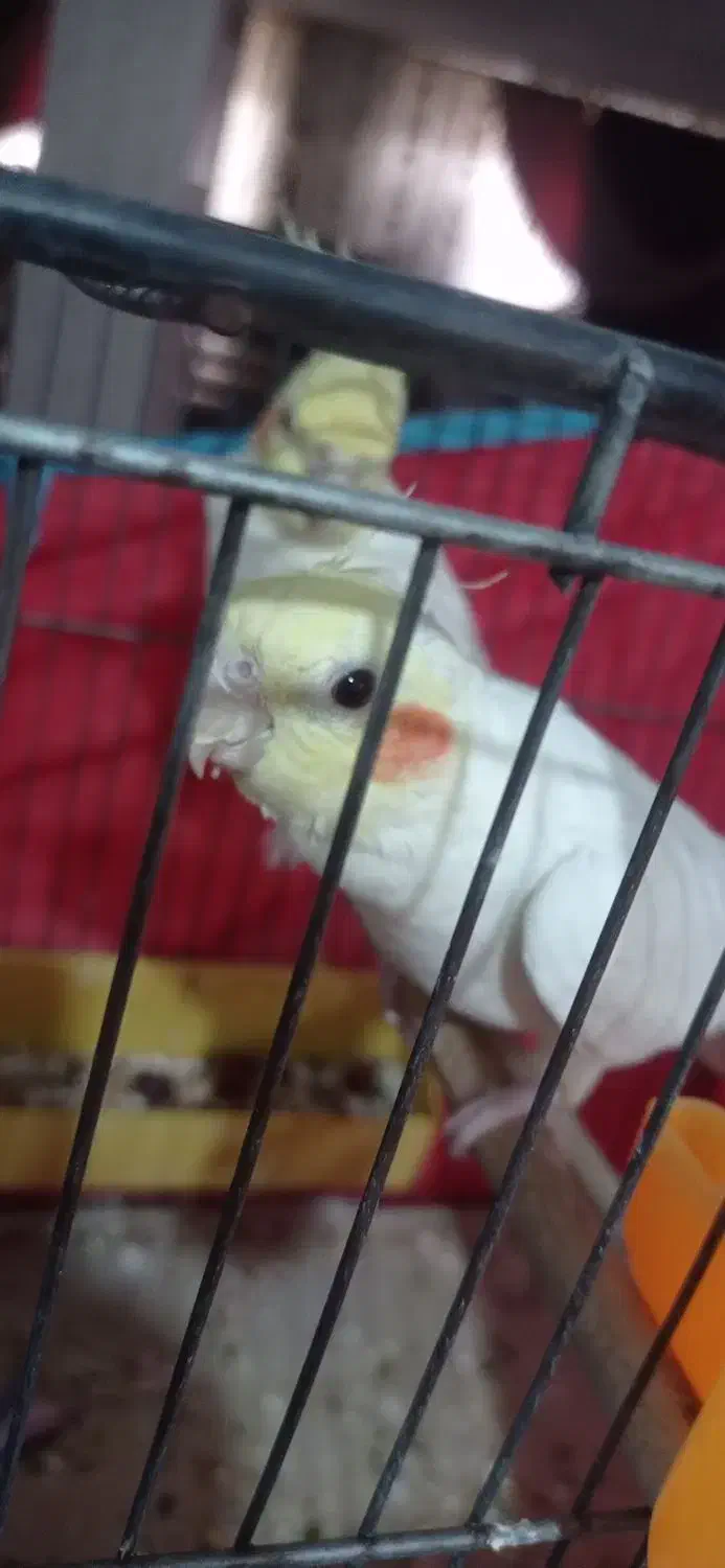 تعدادی عروس هلندی. لوتینیو. مرواریدی|پرنده|فردیس, فرامرزیه|دیوار