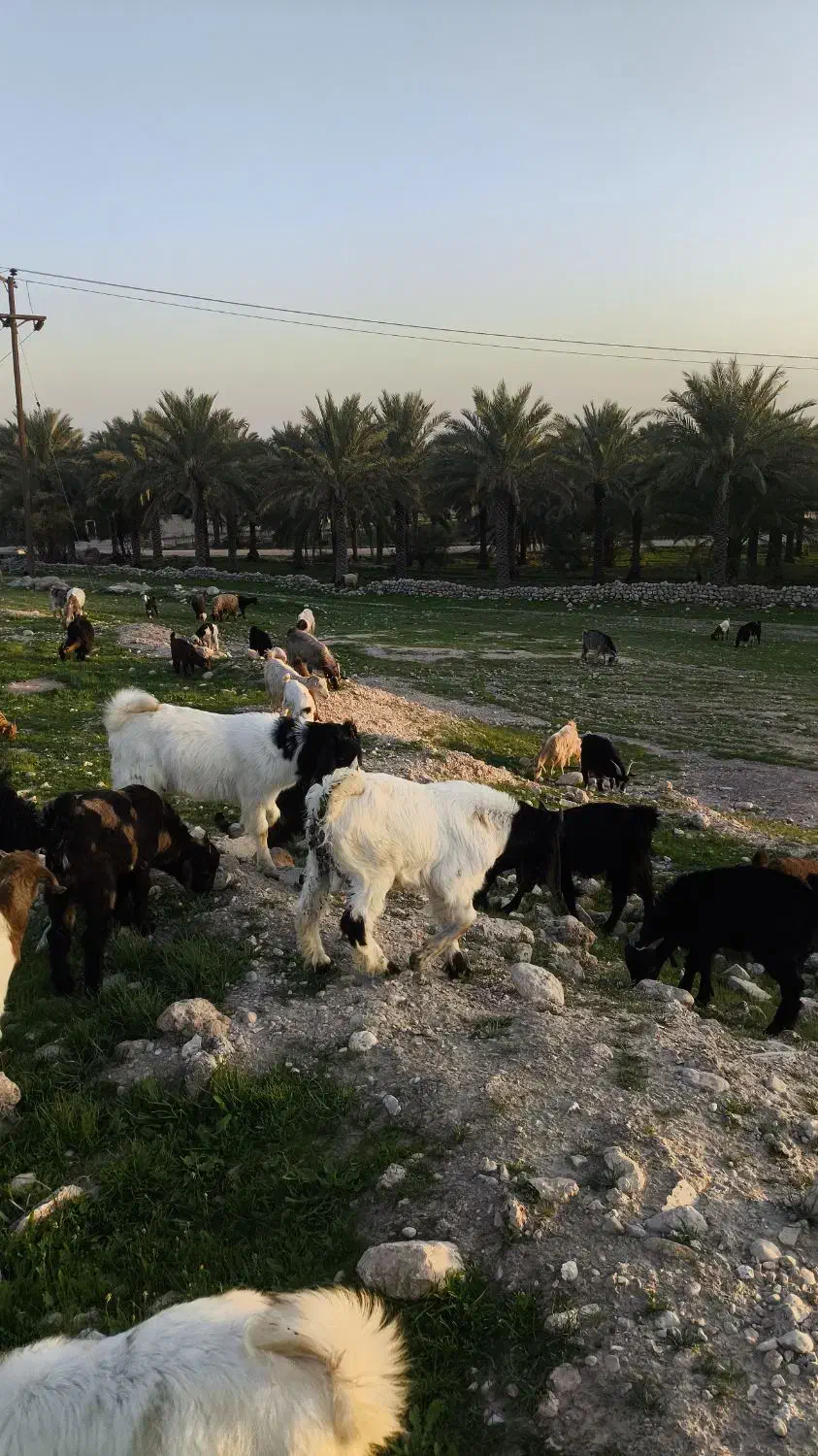 انواع بز|حیوانات مزرعه|بهبهان, |دیوار