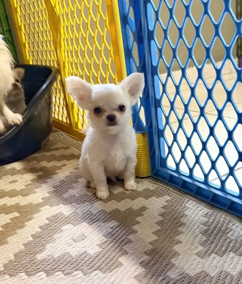 توله سگ شی هوا|سگ|تهران, اختیاریه|دیوار