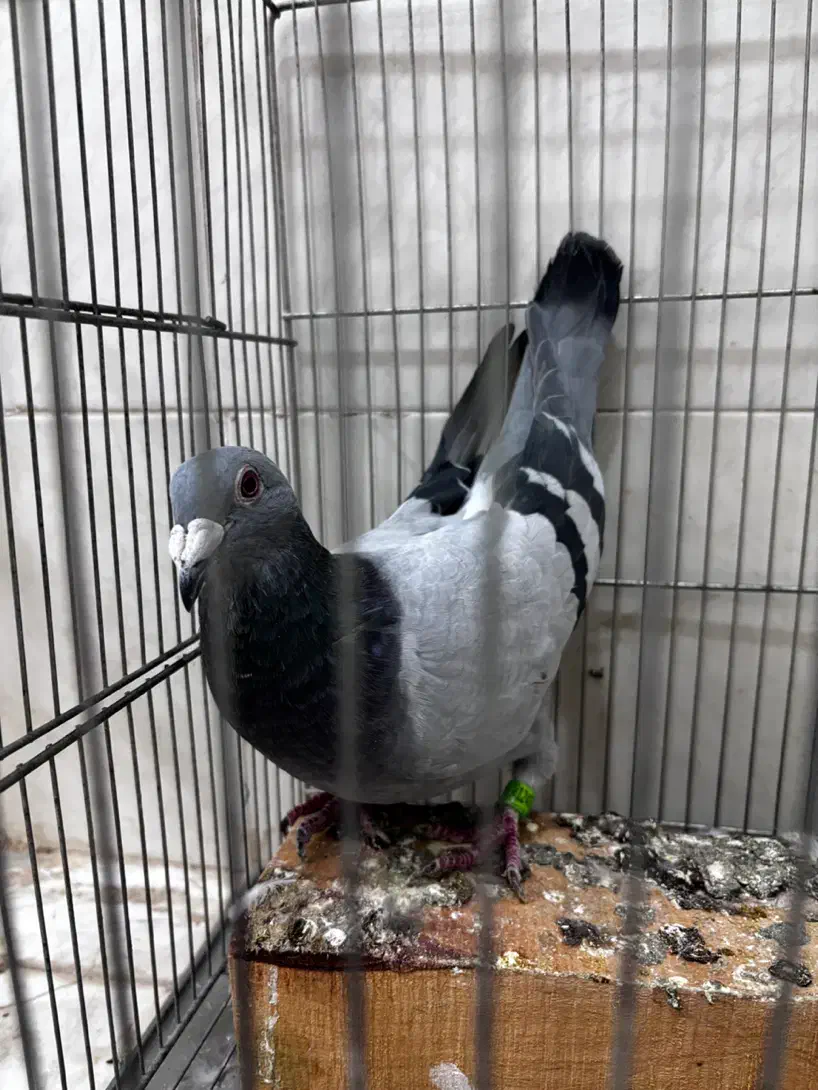 کبوتر پلاکی|پرنده|قم, چهار مردان|دیوار