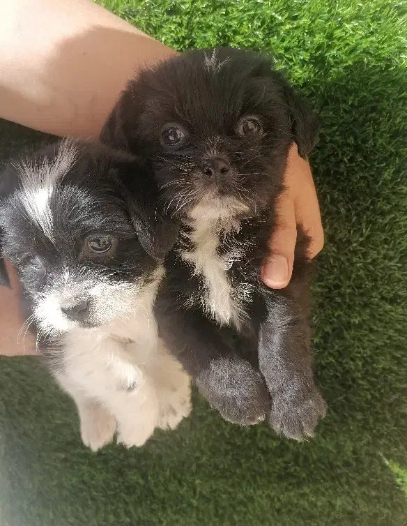 توله سگ|سگ|کرمان, |دیوار