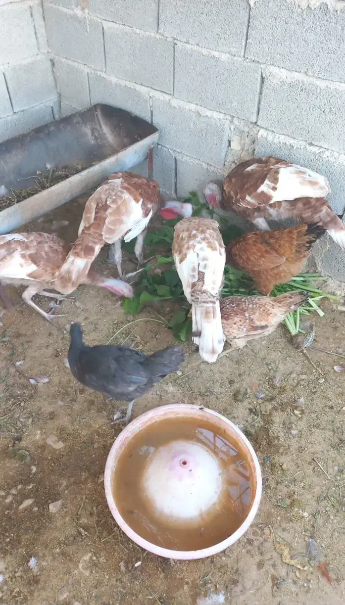 فروش ۶تا بوقلمون بوربورن هشت ماهه|حیوانات مزرعه|قیروکارزین, |دیوار