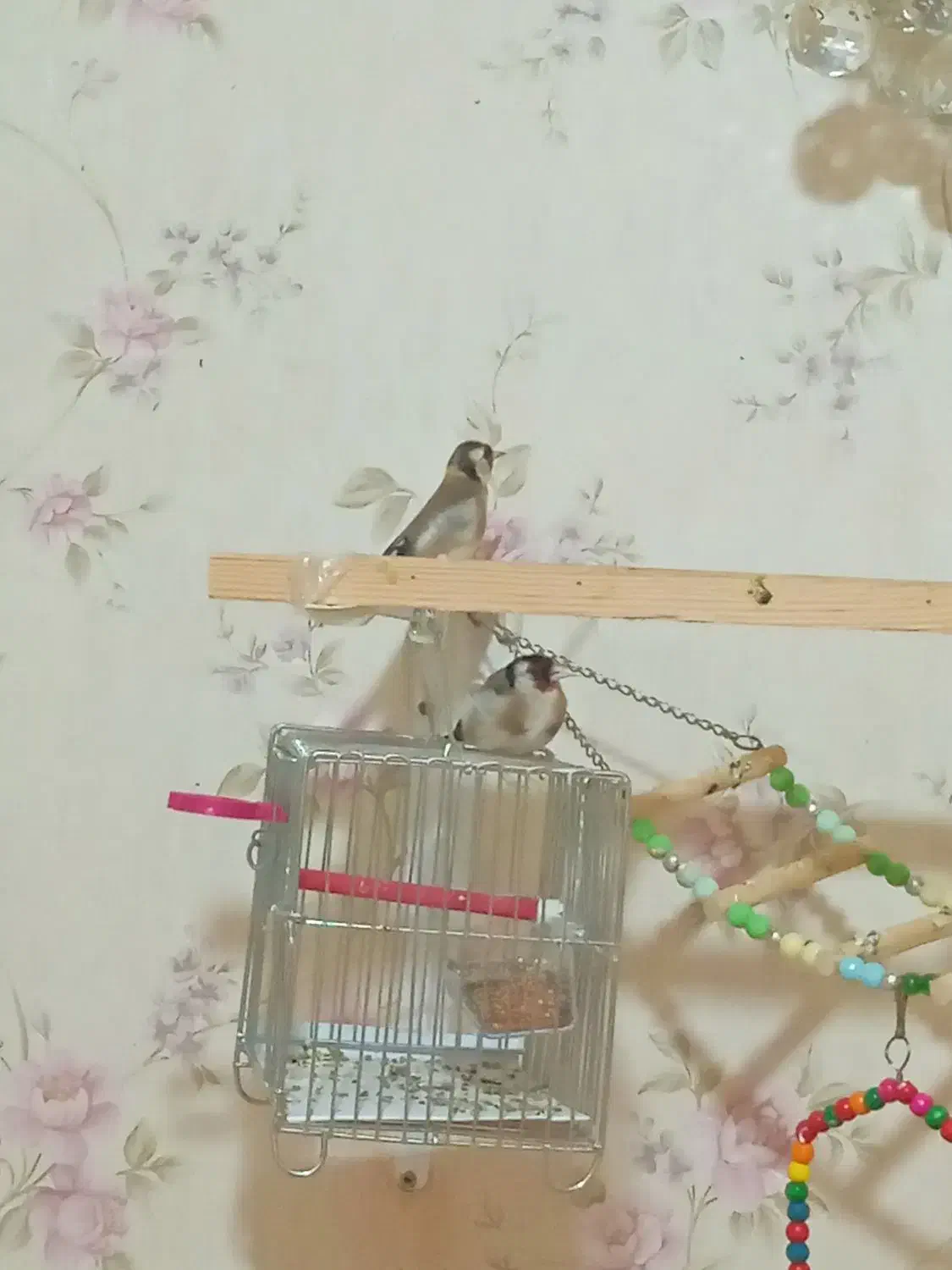 سهره بخون خوشرنگ|پرنده|تهران, زنجان جنوبی|دیوار