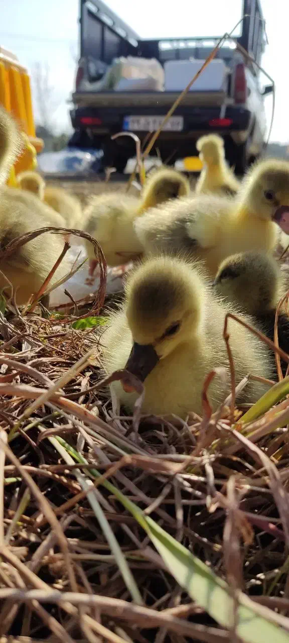 جوجه غاز دورگه|حیوانات مزرعه|کلاچای, |دیوار