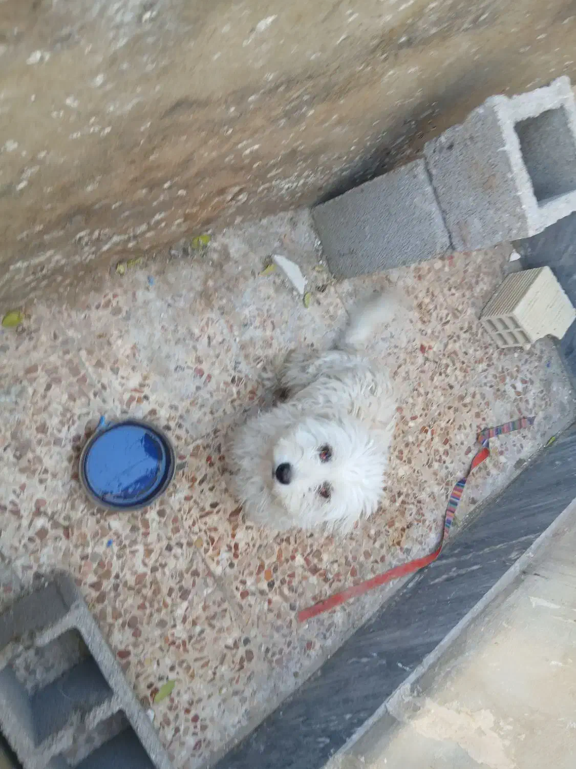 سگ معاوضه باکبوتر|سگ|ایذه, |دیوار