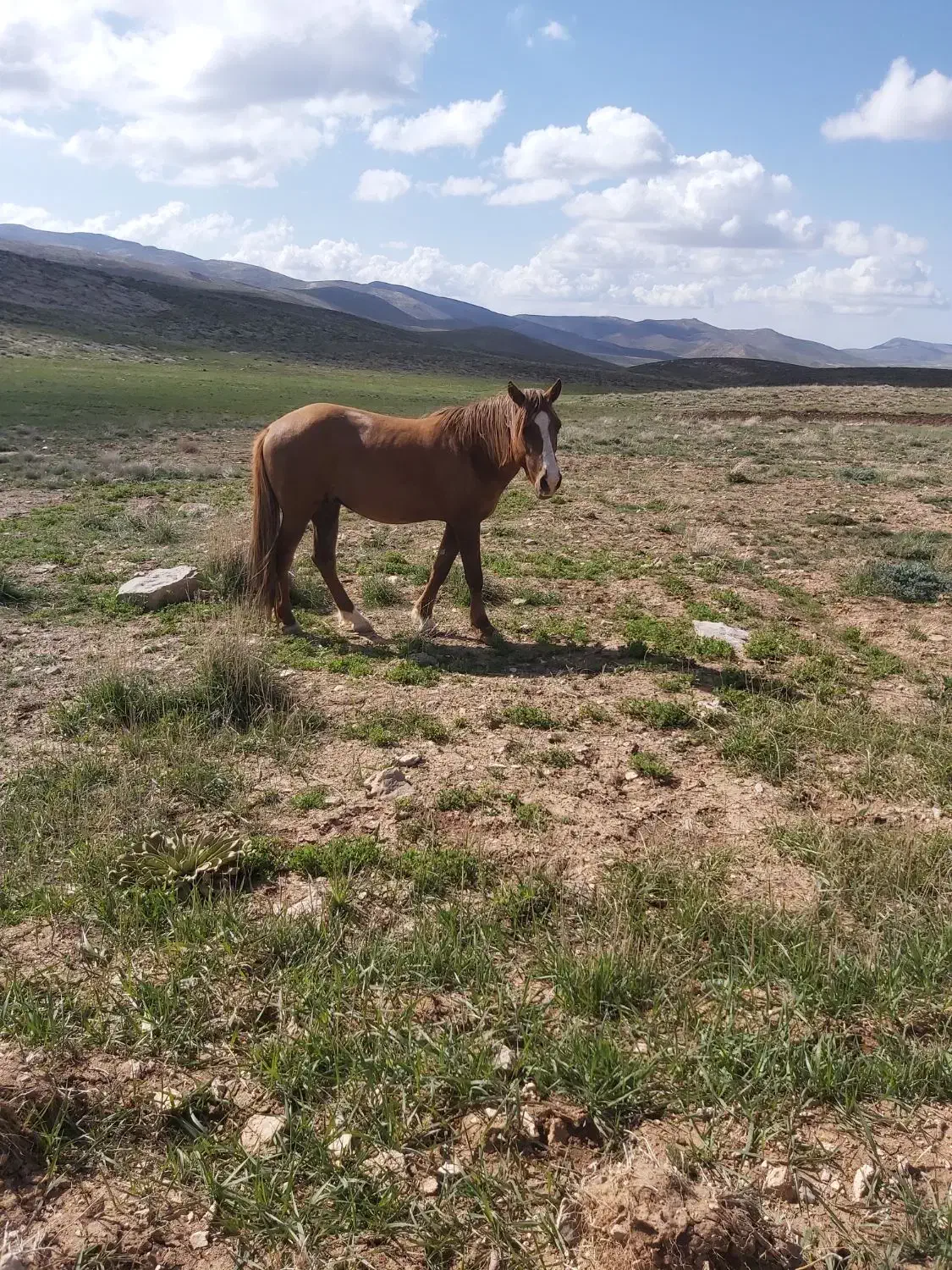 اسب ترکمن قدم ۳ ساله|اسب و تجهیزات اسب‌سواری|اسفراین, |دیوار
