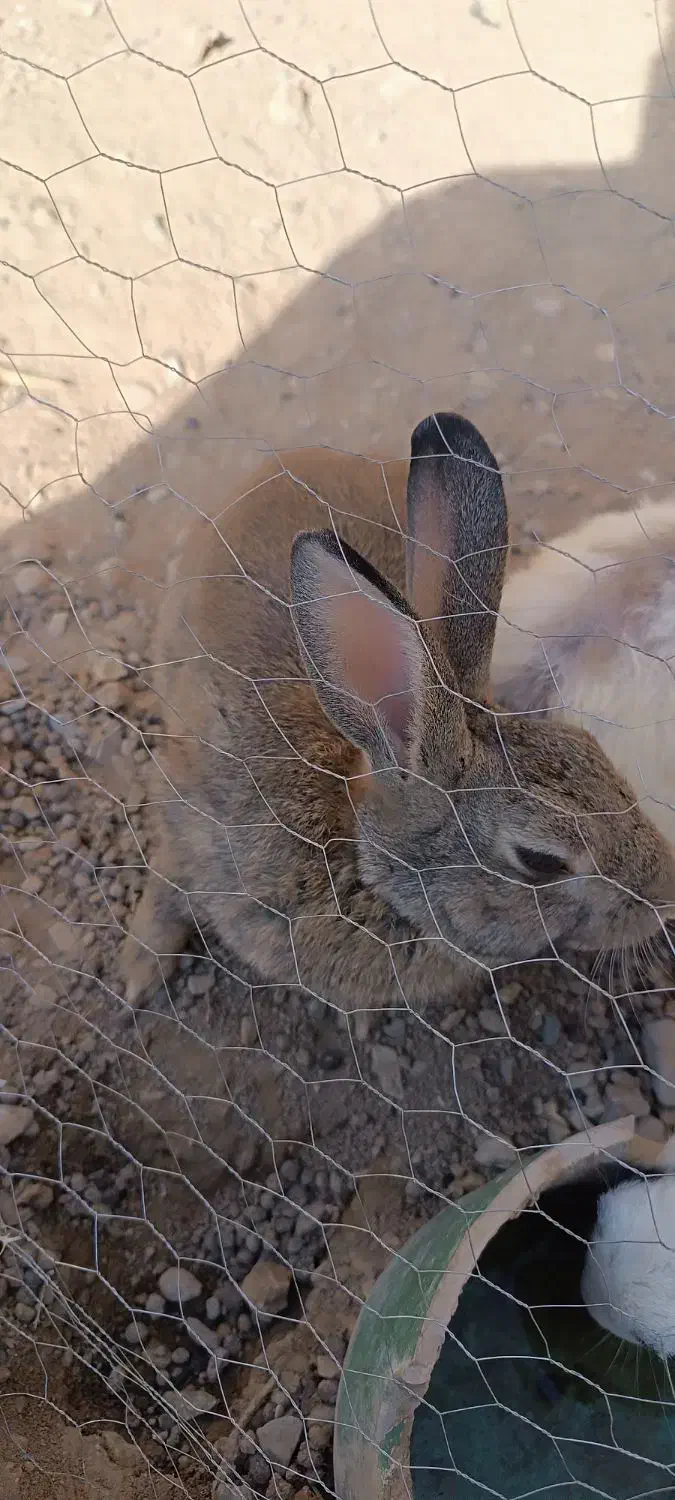 خرگوش بزرگ و بچه خرگوش|موش و خرگوش|کاشان, راوند|دیوار